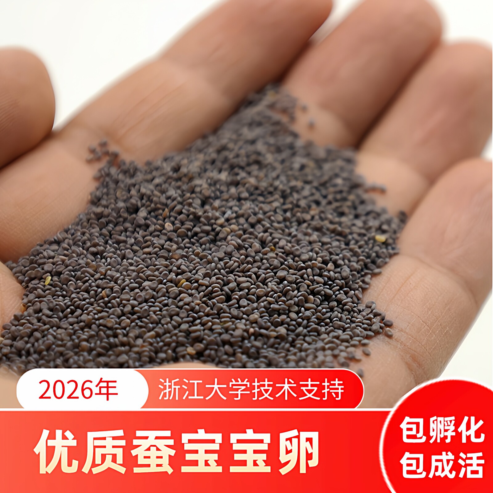 【蚕菇凉】蚕宝宝卵活体七彩色蚕卵杂交桑蚕种蚕子蚕籽送孵化盒