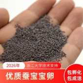 蚕宝宝卵活体七彩色蚕卵杂交桑蚕种蚕子蚕籽送孵化盒 蚕菇凉