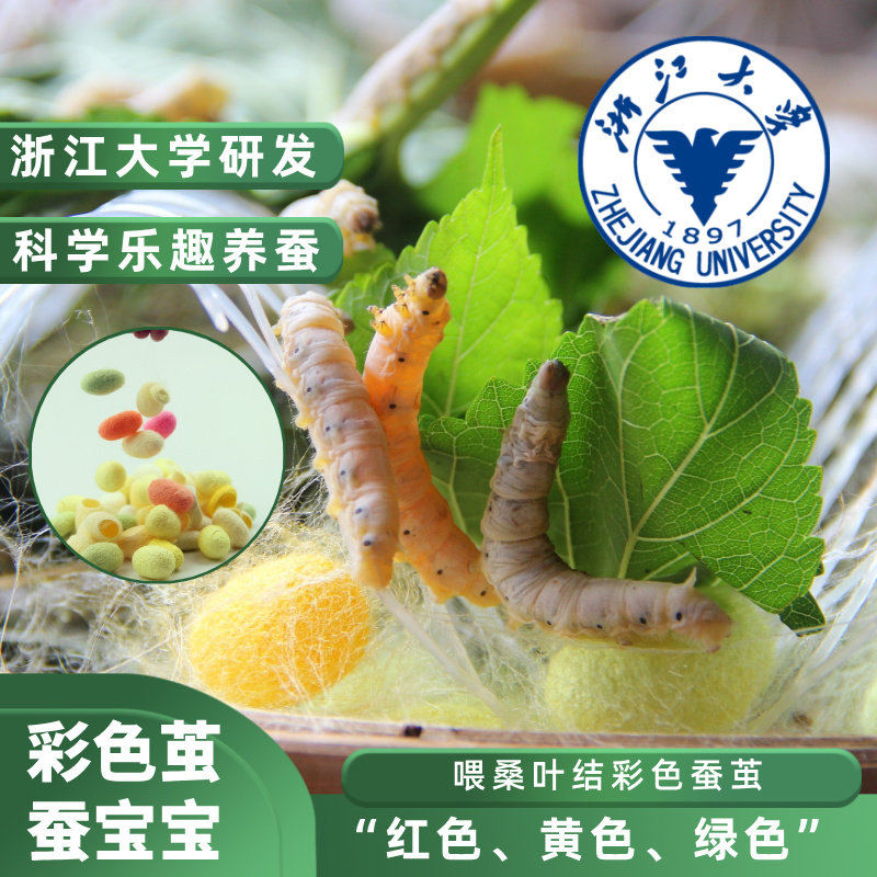 蚕菇凉学生蚕宝宝活体蚕卵养蚕套装喂桑叶结彩色蚕茧配桑叶工具