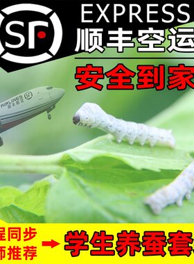 【顺丰空运】蚕宝宝学生养蚕套装