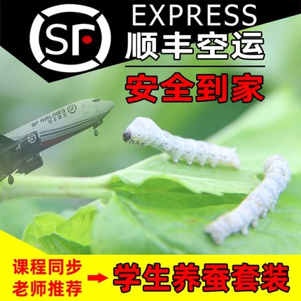 蚕宝宝学生养蚕套装幼蚕活体蚕卵孵化小学春季科学课观察结茧彩色