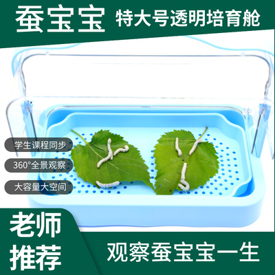 蚕宝宝学生养蚕套装全景培育舱