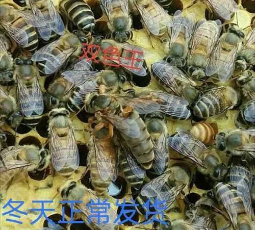 双色王优质中蜂王杂交蜜蜂王包活
