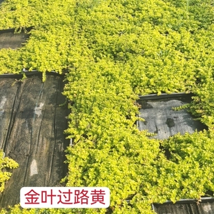 金叶过路黄小区道路别墅黄金点缀庭院造景耐阴易爆盘地被花镜植物