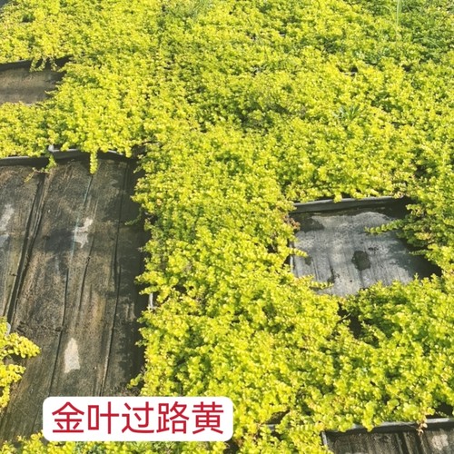 金叶过路黄小区道路别墅黄金点缀庭院造景耐阴易爆盘地被花镜植物
