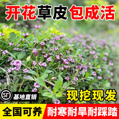 耐寒地被佛甲草苗黄金金叶