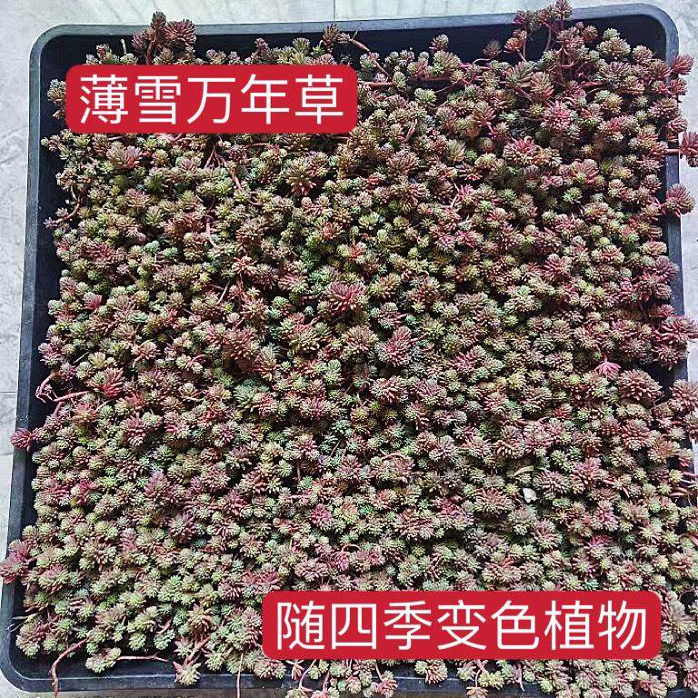 薄雪万年草中华景天黄金佛甲草垂盆草姬岩垂草屋顶绿化苗多肉植物