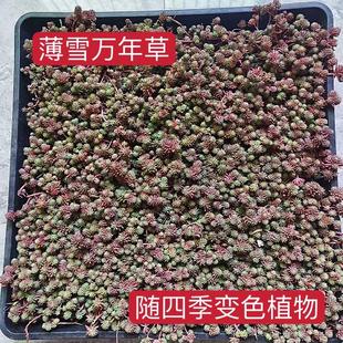 薄雪万年草中华景天黄金佛甲草垂盆草姬岩垂草屋顶绿化苗多肉植物
