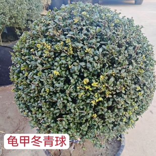 龟甲冬青球完美冬青先令别墅庭院耐寒常青绿化风景树球型花镜植物