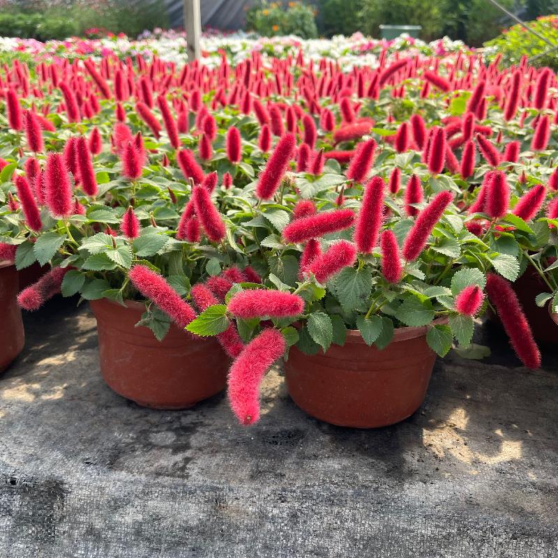 红缨吊兰盆栽岁岁红苗狗尾红穗垂吊四季开花卉红尾铁苋樱阳台常青