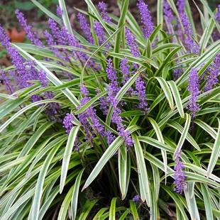 金边麦冬阔叶麦冬盆栽金叶观赏花草宿根地被耐寒好养多季开花常青