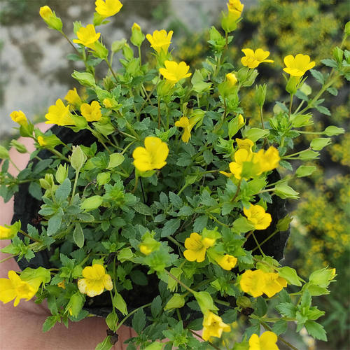 金莎蔓多季节开花金沙曼伏胁花易活耐寒小区庭院阳台盆栽地被绿植