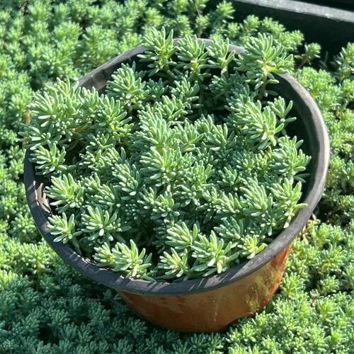 中华景天薄雪万年草四季常青耐寒耐旱多肉植物花镜地铺屋顶绿化苗