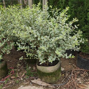 银姬小蜡树苗盆栽耐寒耐热四季常青花镜花园庭院绿化植物金姬小蜡