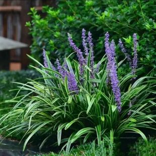 阔叶麦冬大叶长叶麦冬宽叶细叶金边银边麦冬矮麦冬玉龙草兰花三七