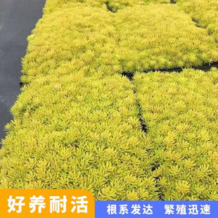 金叶过路黄矾根佛甲草中华景天姬岩垂草金莎蔓苗地被常绿观叶植物
