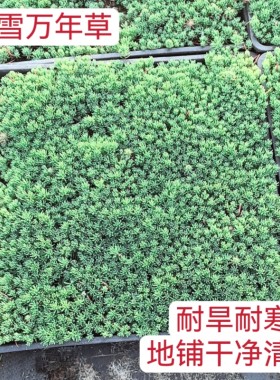 中华景天 薄雪万年草盆栽庭院阳台四季常绿喜阳易养多肉植物 新奇