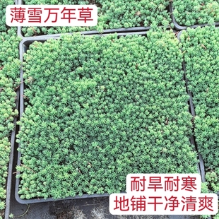 中华景天 薄雪万年草盆栽庭院阳台四季常绿喜阳易养多肉植物 新奇