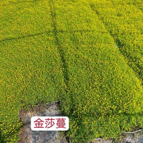 金莎蔓花镜植物庭院别墅小区易养护花园造景花卉盆栽阳台绿植植物