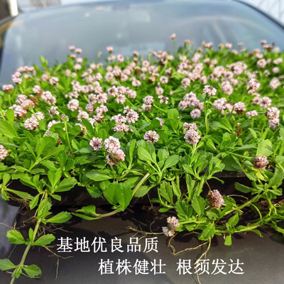 姬岩垂草地被植物开花草坪耐踩踏庭院耐寒金叶佛甲草托盘苗园晶草