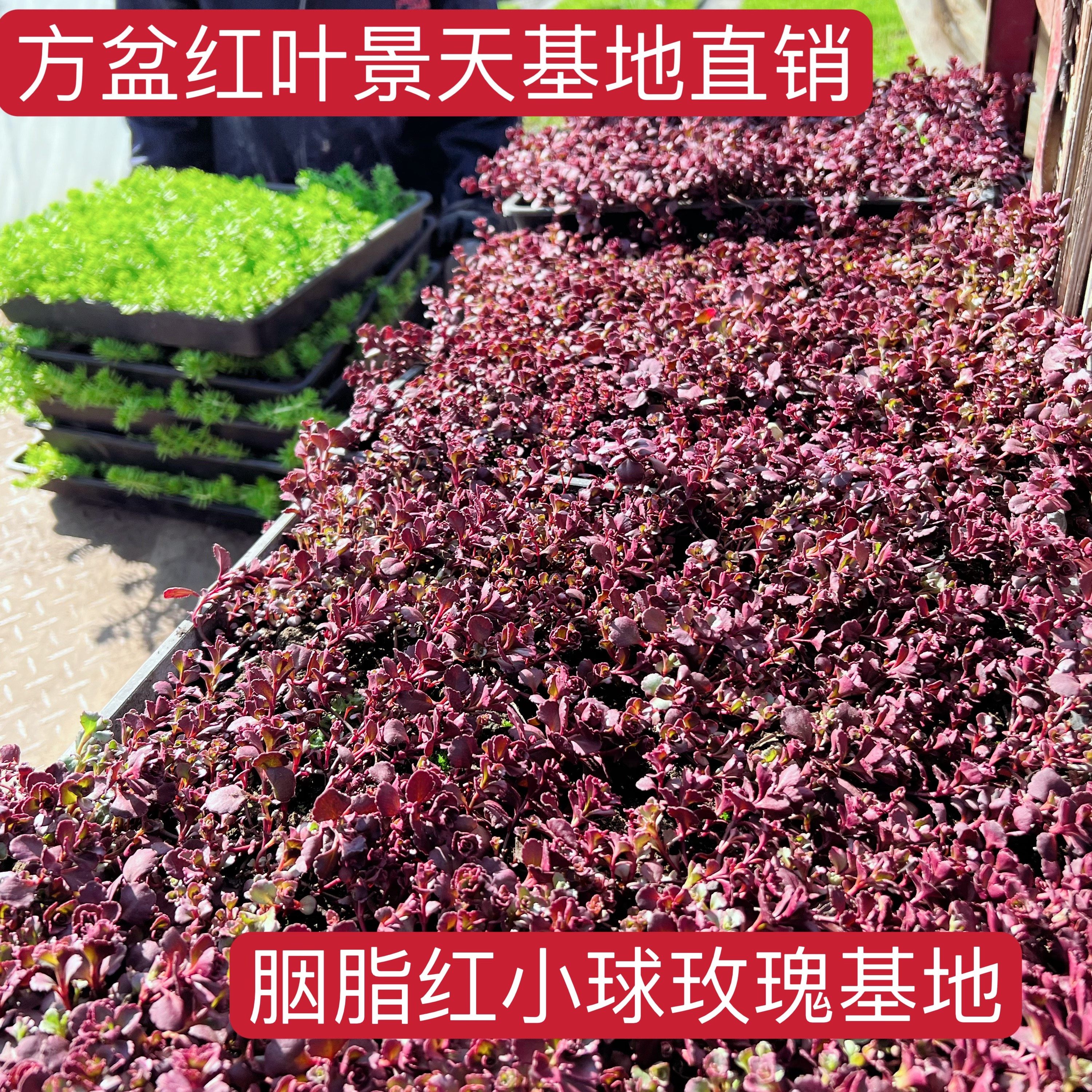 红叶景天花镜玫瑰红景天配景多肉小球玫瑰胭脂红景天种植基地