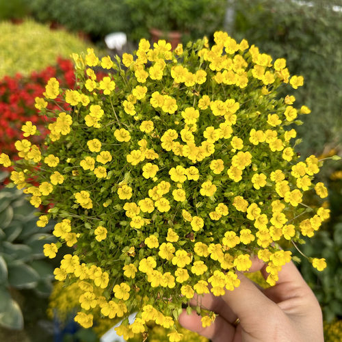 金莎蔓伏胁花黄金佛甲草阳台庭院花园工程用种植耐晒耐踩花镜植物