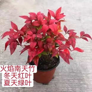 湾流南天竹红宝石火焰南天竹苗庭院花园别墅绿化工程花镜地被植物