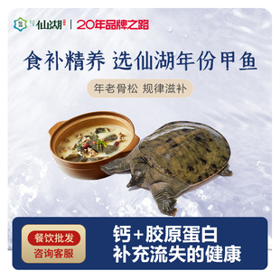 仙湖汉寿甲鱼3斤6年生态生长调理鲜活食用食补
