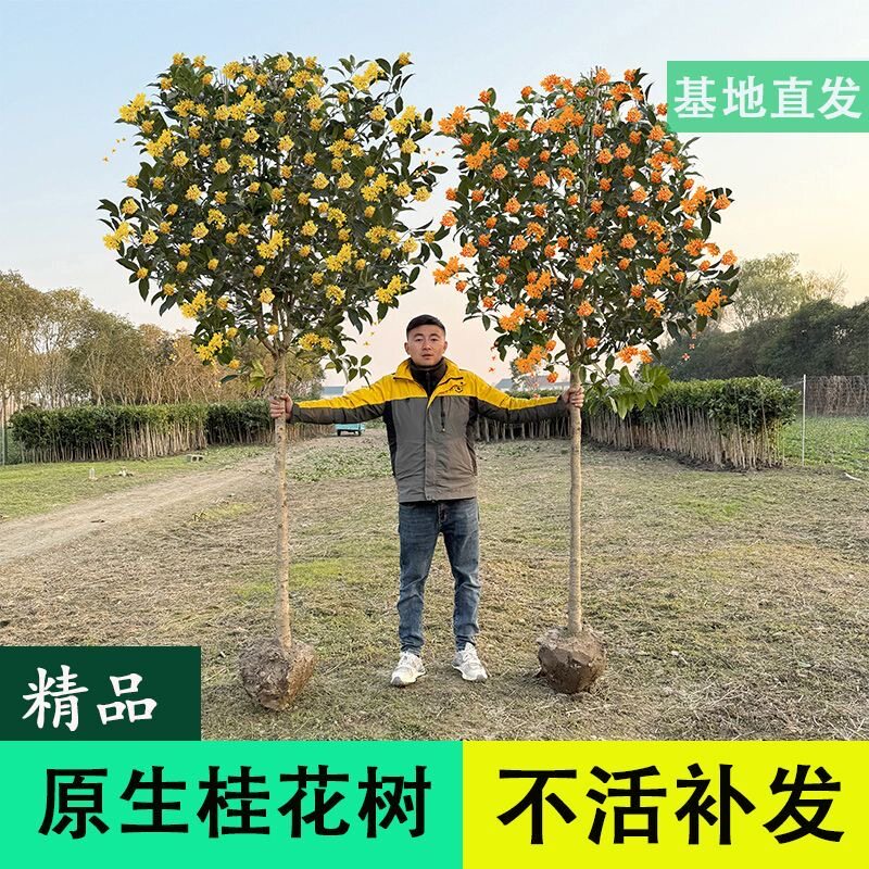 原生大型地栽桂花树苗浓香型八月金桂丹桂四季桂庭院别墅四季常青