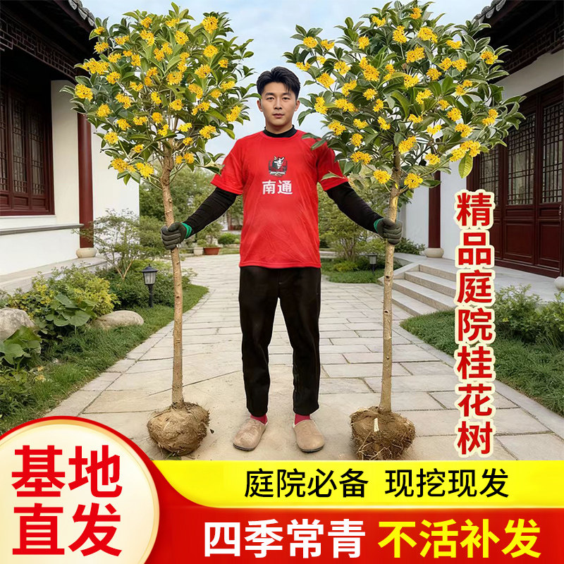 原生大型地栽桂花树苗浓香型八月金桂丹桂四季桂庭院别墅四季常青