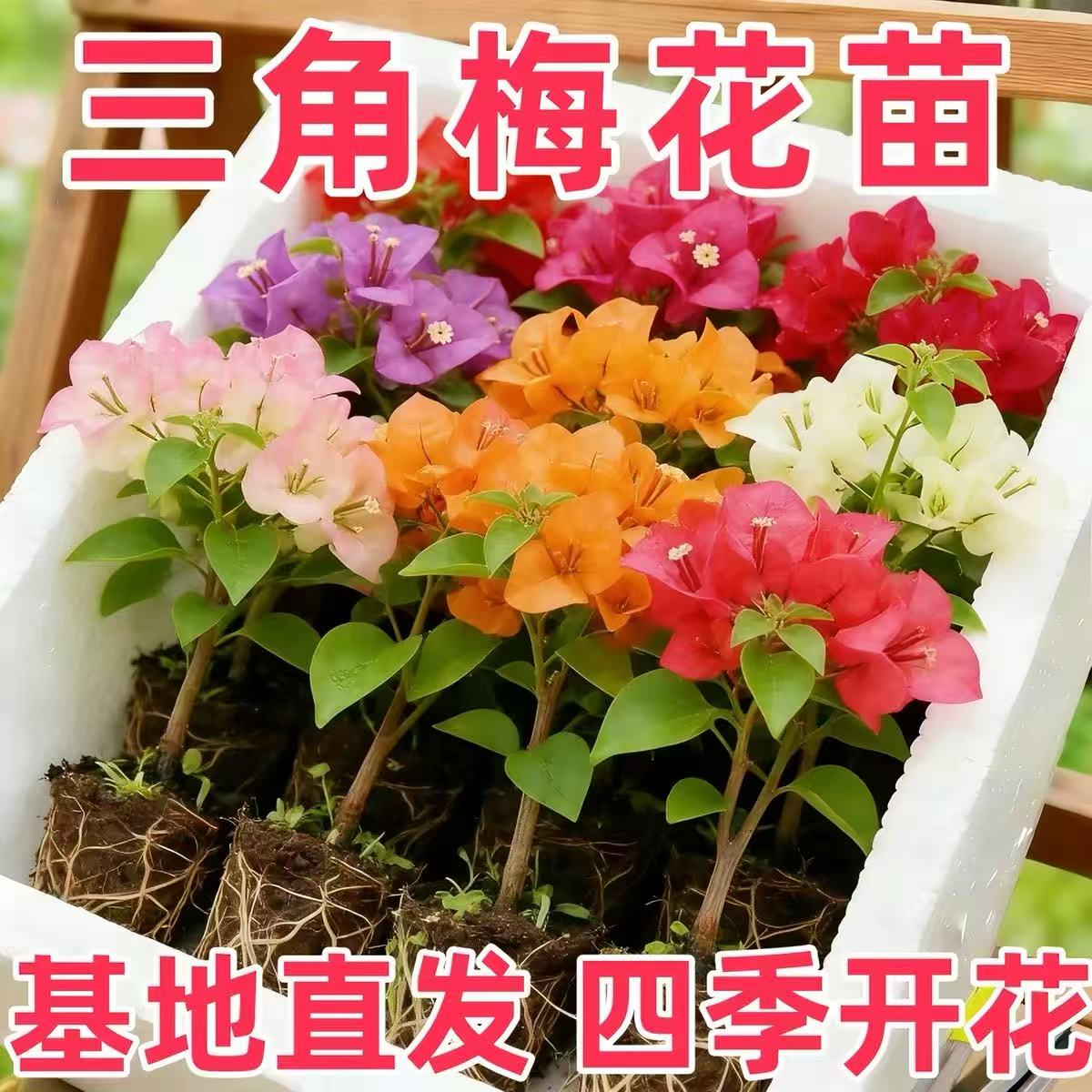 四季开花三角梅袋苗多色绿樱图片