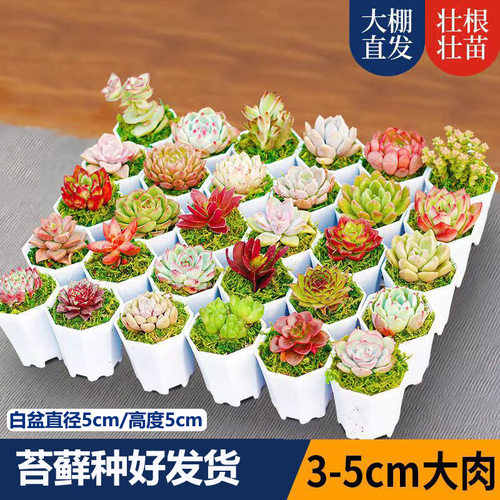 多肉植物精品多肉送盆送土花卉绿植组合盆栽防辐射新手套餐直发