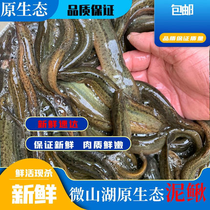 淡水新鲜活泥鳅可帮切段晒干泥鳅冻泥鳅生态泥鳅青鳅黄鳅大板鳅