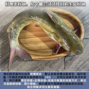 叉尾鮰鱼开背清江鱼江团鱼鲜活商用半成品新鲜冷冻代腌制梭边回鱼