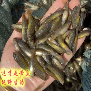 山根鱼沙里趴趴地虎沙丁鱼木头鱼小黄鱼小河鱼小丁鱼笋壳鱼小石鱼