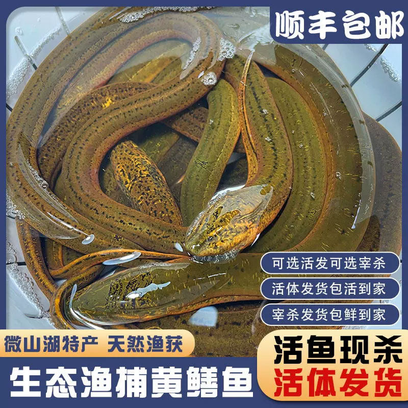 黄鳝鳝鱼鲜活可剔黄鳝骨头鳝鱼骨可切黄鳝丝鳝鱼丝鳝鱼段鳝鱼片