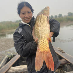 鲤鱼自然纯野鲤鱼鲜活现杀东平湖特产自然大鲤鱼四鼻 鱼悦年年