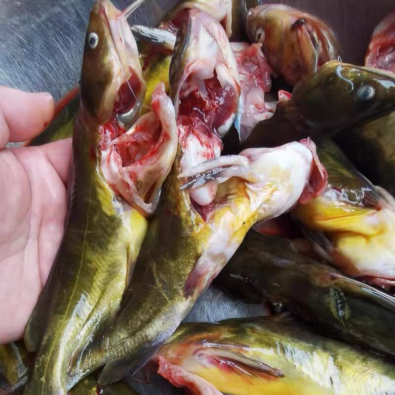 黄骨鱼黄辣丁3斤鲜活杀好冷冻干冰包邮黄鸭叫戈牙,水产肉类/新鲜蔬果/熟食,淡水鱼类,淘宝优惠券,粉丝福利购,淘宝优惠卷