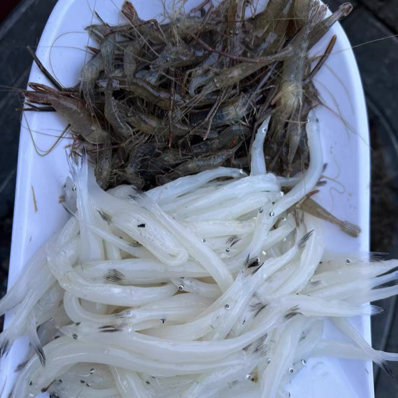 2斤组合装 银鱼一斤 湖虾一斤 新鲜冷冻包邮
