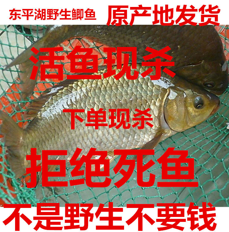 新鲜山东鲫鱼鱼悦年年3斤