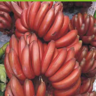 海南红美人香蕉 芭蕉 咖啡蕉当季水果红紫皮香蕉红皮香蕉 包邮