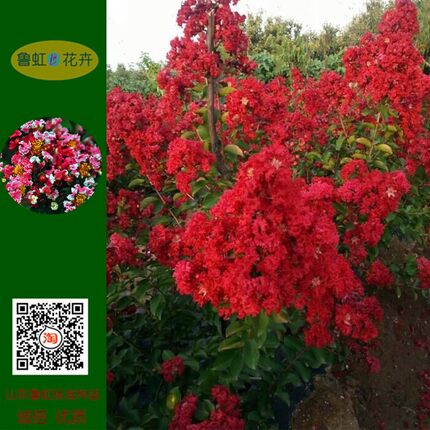 美国红火箭紫薇 火球 天鹅绒 飞雪紫薇百日红盆苗  【鲁虹花卉】