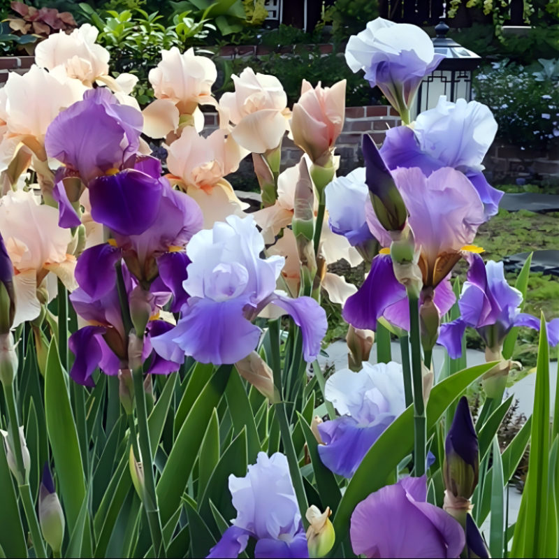 德国鸢尾盆栽  水生路易斯鸢尾  多年生球根花卉【鲁虹园艺】