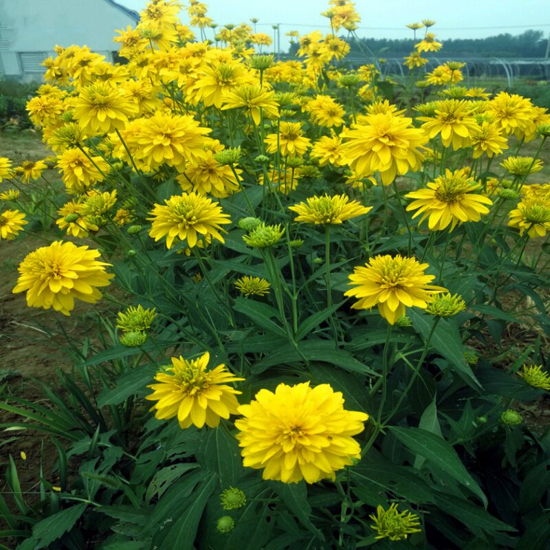 多年生宿根耐寒耐热园艺金光菊图片