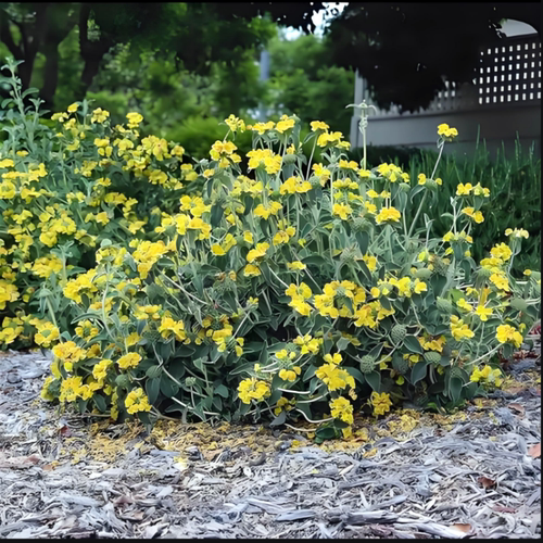 橙花糙苏盆苗【鲁虹花卉】