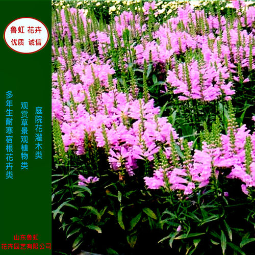 龙头宿根花卉室外玫瑰鲁虹春夏秋