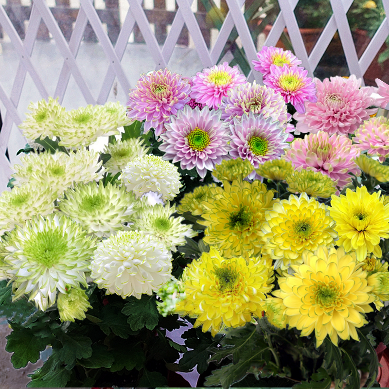 天赞菊  安娜菊  切花菊   菊花苗带花蕾发货 【鲁虹园艺】