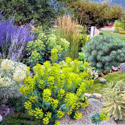 鲁虹花卉耐寒夏秋宿根大戟花园