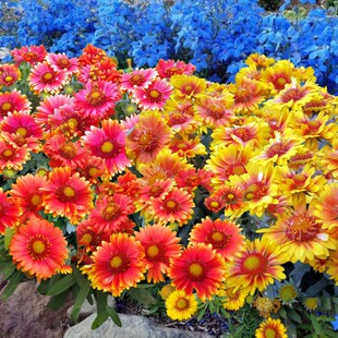 宿根天人菊梅莎盆苗  多年生耐寒耐热宿根花卉 【鲁红园艺】