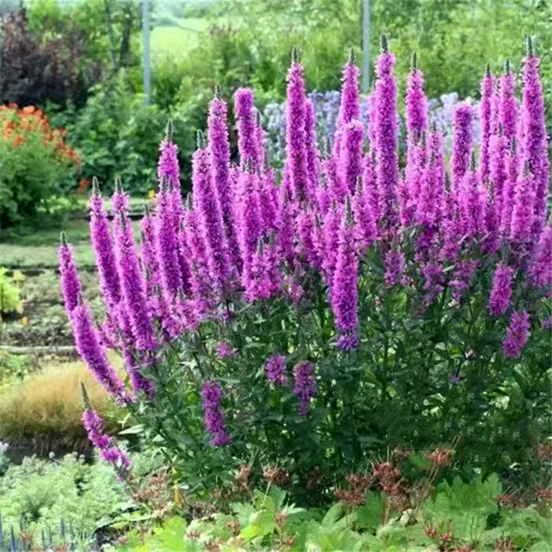千屈菜盆栽苗耐寒耐热宿根花卉
